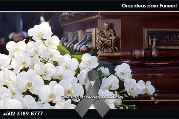 Orquideas Blancas