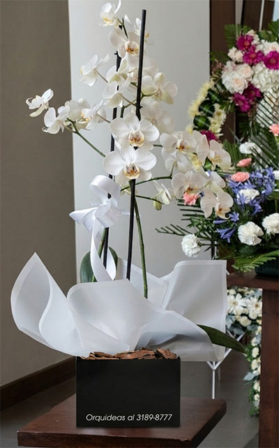 orquideas para funeral